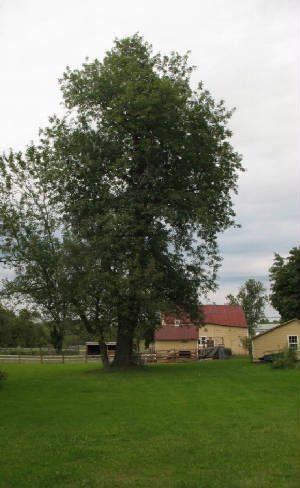 TeaRoom/WitnessTree.jpg